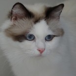 Ginger - portrait - 2 ans - Chatterie Ragdolls du Val de Beauvoir